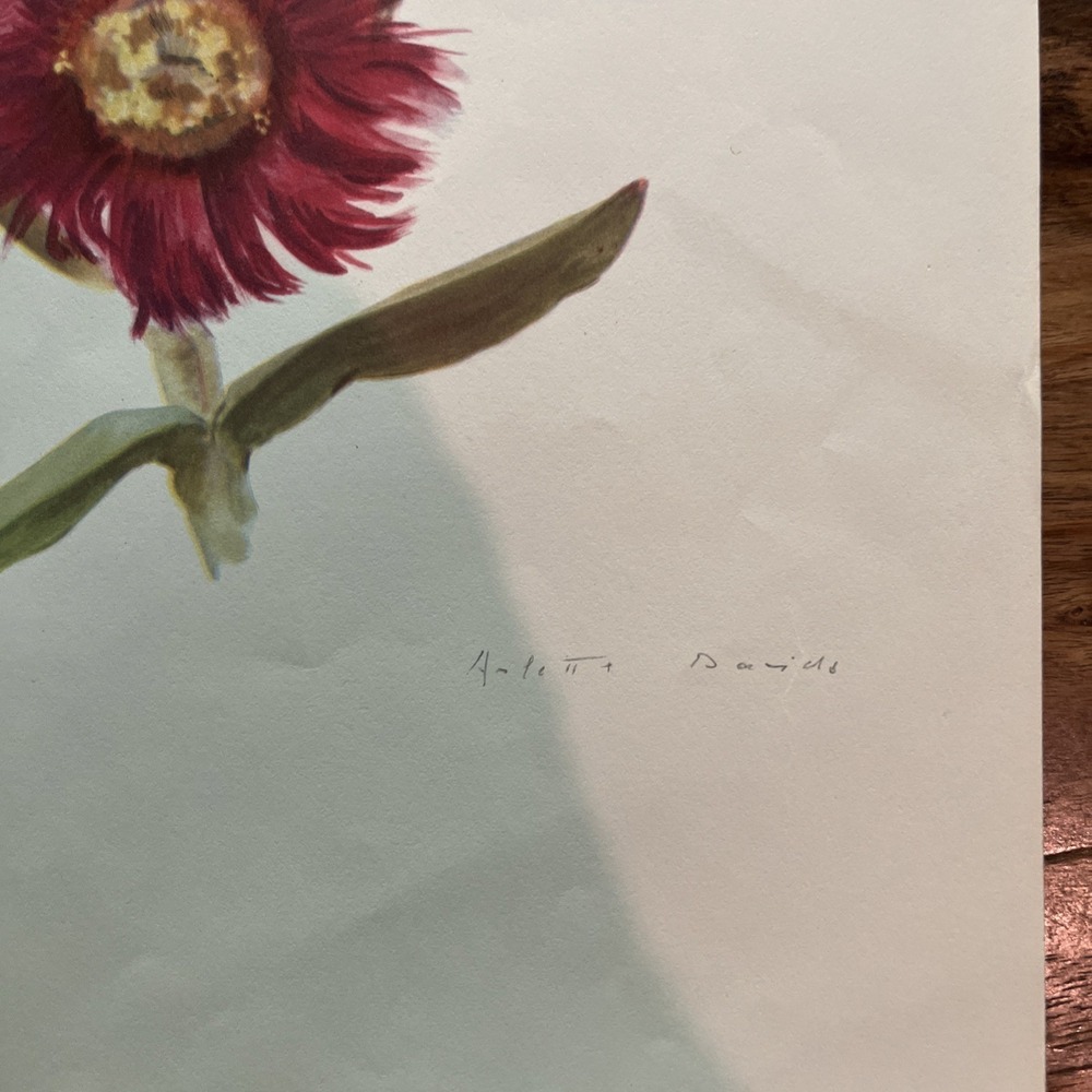 Vintage 1940s Arlette Davids Spring Flowers Mesembryanthemum Edule Print #26 - Picture 2 of 3